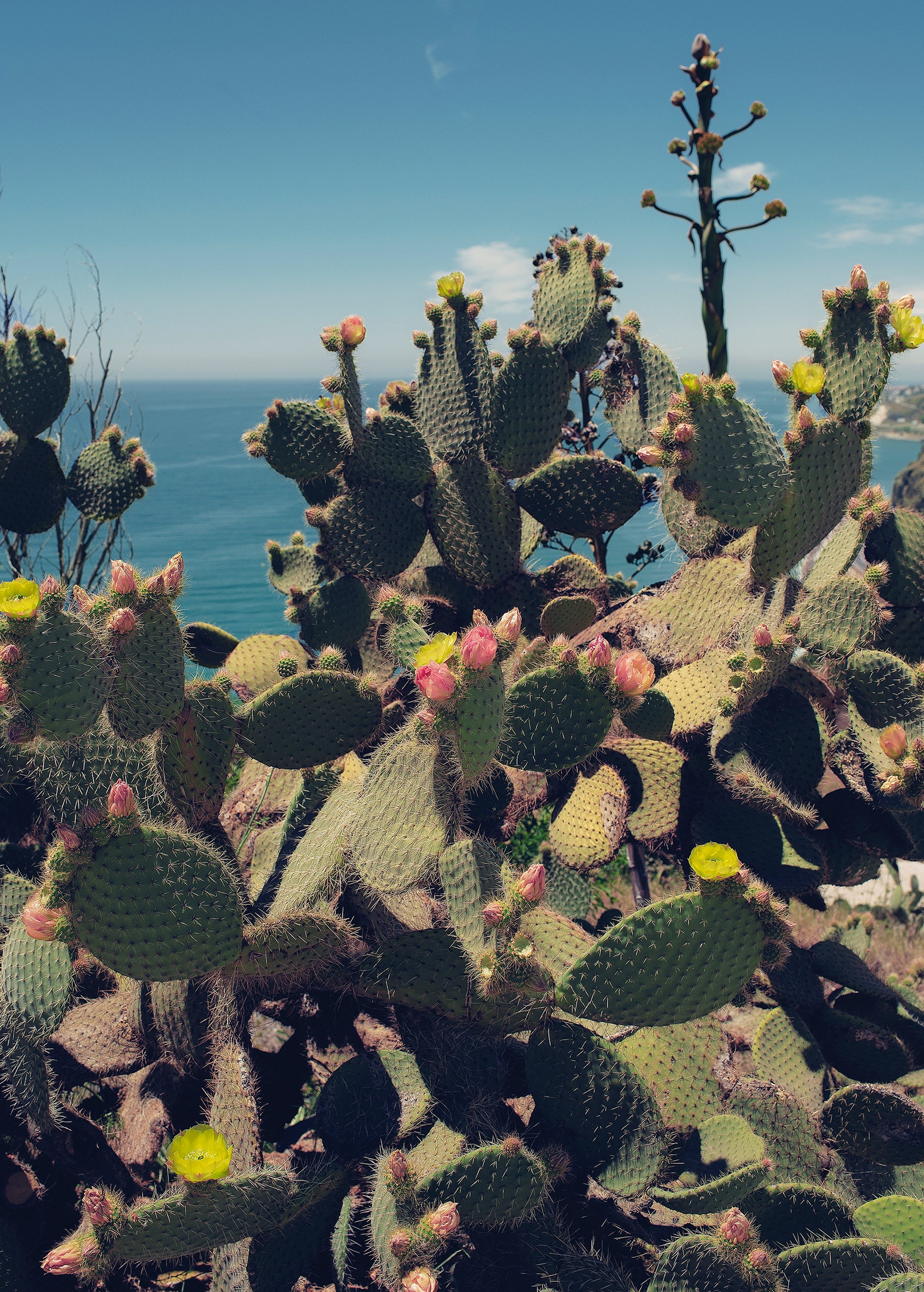 CACTUS WITH A VIEW.